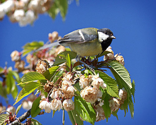 Bird Garden Ideas For Bird Lovers